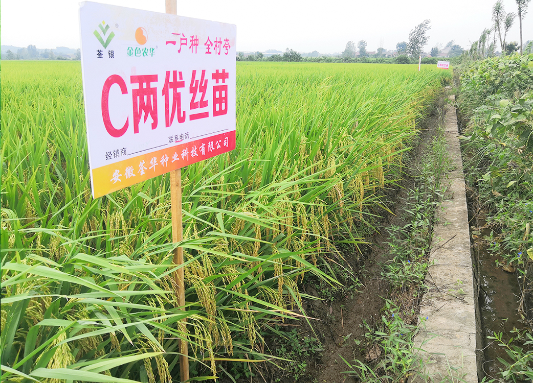 C兩優(yōu)絲苗